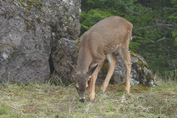 Columbian black-tailed deer roaming a foggy Olympic National Forest, in the Pacific Northwest, Washington State.
