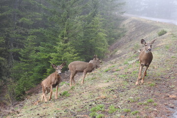 Columbian black-tailed deer roaming a foggy Olympic National Forest, in the Pacific Northwest, Washington State.