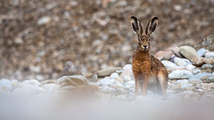 Brown hare sitting on stones and looking to the camera
