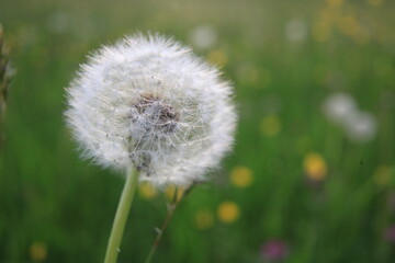 Dandelion Seeds Blowball