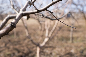 Apple tree branch twithout leaves against garden, spring