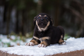 Shepherd puppy sitting on a snow bench