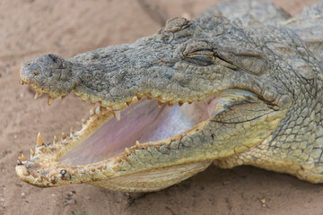 Detalle de la boca de un cocodrilo junto a un estanque en Gambia