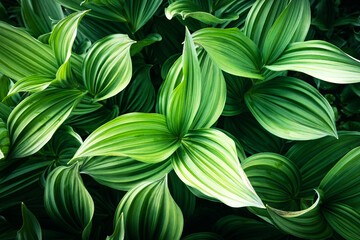 Green plants leaves close up. Nature background