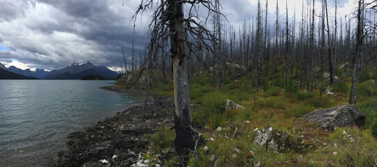 Fototapeta na wymiar Dead trees by a lake after wildfire