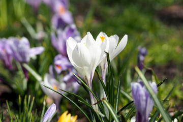 two buds of white crocuses on a background of lilac buds growing in the park on a sunny spring day side view