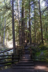 Obraz premium The Sol Duc Falls hiking trail in Sol Duc Valley, located in the Olympic National Forest, Pacific Northwest, Washington State.