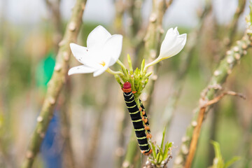 Frangipani (Plumeria) caterpillar climbing the plant