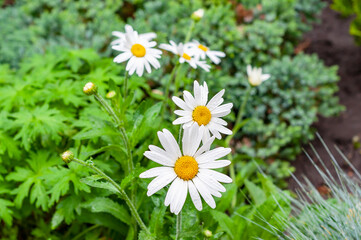 Blooming garden daisies with water drops after rain on the background of fresh clean foliage. Well-kept flower beds in the city park. High quality photo
