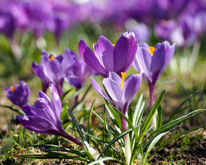 close by, several buds of bright lilac crocuses grow in the park side view . spring in Europe . saffron