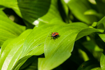 Green leaves with a red insect