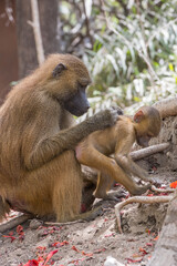 Mona babuina con su cría en la región de Makasutu, Gambia
