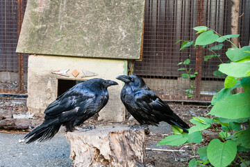 Fototapeta premium Beautiful black crows sit on a stump