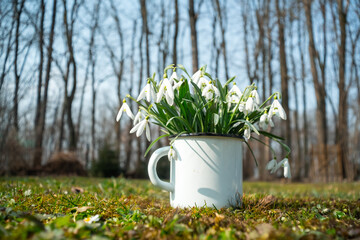 Bouquet of snowdrops in an iron mug on spring meadow forest closeup. Macro nature photography