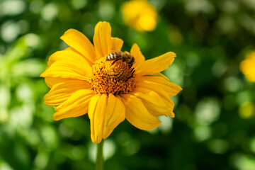 Fresh bright yellow sunflower flower (sunroot, sunchoke, earth apple or Jerusalem artichoke plant) and a pollinating bee or wasp sitting on it. Sunny day in the green spring or summer garden.