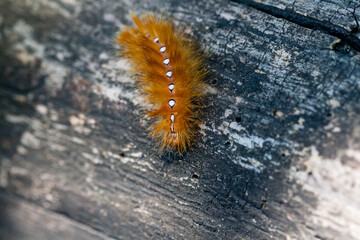 Caterpillar of yellow color with white dots on the back