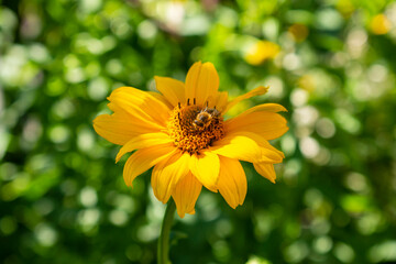 Fresh bright yellow sunflower flower (sunroot, sunchoke, earth apple or Jerusalem artichoke plant) and a pollinating bee or wasp sitting on it. Sunny day in the green spring or summer garden.