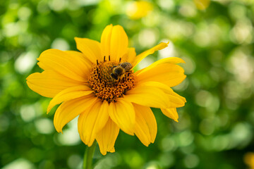 Fresh bright yellow sunflower flower (sunroot, sunchoke, earth apple or Jerusalem artichoke plant) and a pollinating bee or wasp sitting on it. Sunny day in the green spring or summer garden.