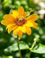 Fresh bright yellow sunflower flower (sunroot, sunchoke, earth apple or Jerusalem artichoke plant) and a pollinating bee or wasp sitting on it. Sunny day in the green spring or summer garden.