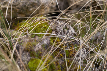 Green bright moss on a stone in the forest lies on the grass