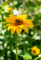 Fresh bright yellow sunflower flower (sunroot, sunchoke, earth apple or Jerusalem artichoke plant) and a pollinating bee or wasp sitting on it. Sunny day in the green spring or summer garden.