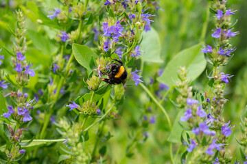 Purple or violet salvia flower head with pollinating insect (bee or wasp or furry black bumblebee with yellow stripes) in the green summer or spring garden