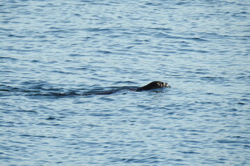Fototapeta premium A river otter swimming in the Puget Sound, in the Pacific Northwest, Washington State.
