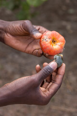 Anacardo en las manos de un agricultor  en la región de Makasutu, Gambia