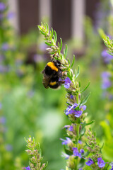 Purple or violet salvia flower head with pollinating insect (bee or wasp or furry black bumblebee with yellow stripes) in the green summer or spring garden