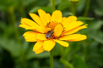 Fresh bright yellow sunflower flower (sunroot, sunchoke, earth apple or Jerusalem artichoke plant) and a pollinating bee or wasp sitting on it. Sunny day in the green spring or summer garden.