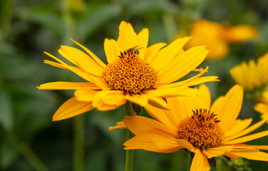 Fresh bright yellow sunflower flower (sunroot, sunchoke, earth apple or Jerusalem artichoke plant) and a pollinating bee or wasp sitting on it. Sunny day in the green spring or summer garden.