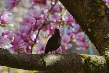 Amsel im Frühling