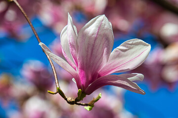 Blühende Magnolie in Kientzheim im Elsass