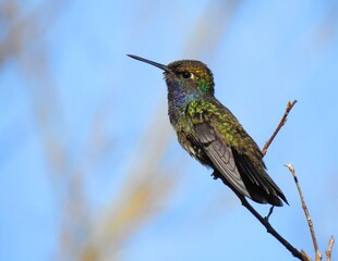 hummingbird 