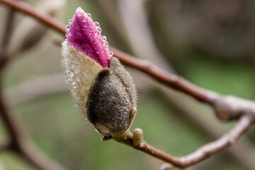 Macro of a beautiful bud of magnolia