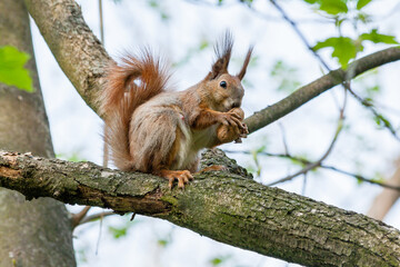 Squirrel sits on a branch and gnaws nuts