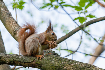 Squirrel sits on a branch and gnaws nuts