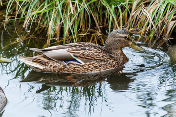 Ducks and drakes swim in the pond