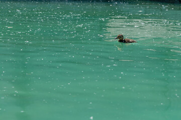 Obraz premium Small duckling floating on water