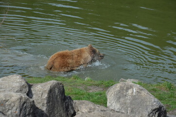 grizzly bears