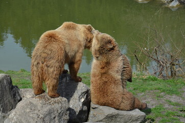 grizzly bears