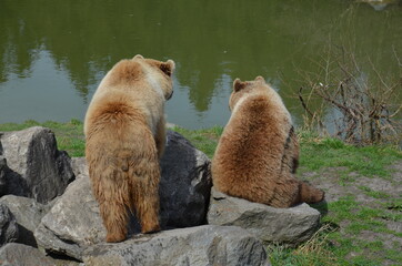 grizzly bears