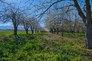 Kirschblüte bei Epfig im Elsass