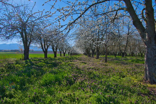 Kirschbl&uuml;te bei Epfig im Elsass