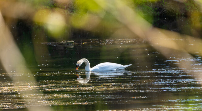 precioso cisne en medio la naturaleza