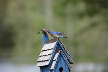Female bluebird giving male bluebird a bug