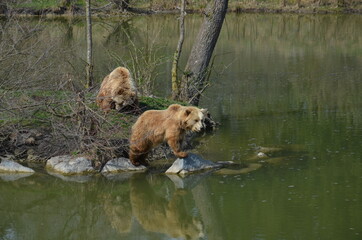 Naklejka na ściany i meble grizzly bears