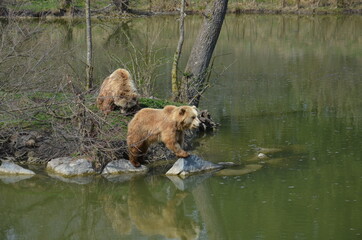 Fototapeta na wymiar grizzly bears