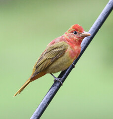 Summer Tanager side profile, perched on pole