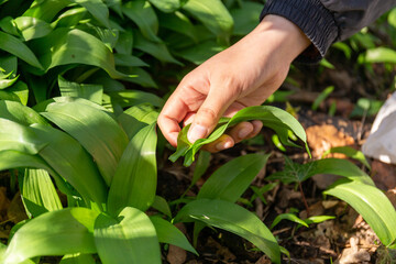 Wild garlic foraging in Scotland